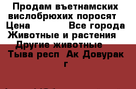 Продам въетнамских вислобрюхих поросят › Цена ­ 2 500 - Все города Животные и растения » Другие животные   . Тыва респ.,Ак-Довурак г.